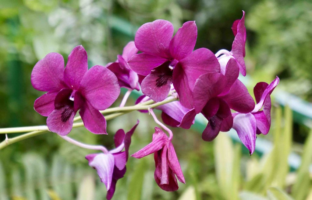 Orchids from the Panamanian Nature Reserve’s Orchid Garden